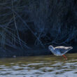 Chevalier arlequin en Camargue
